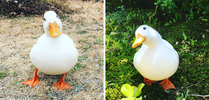 These 35 Pics Of Cute Ducks Might Make Your Day Better These 35 Pics Of Cute Ducks Might Make Your Day Better