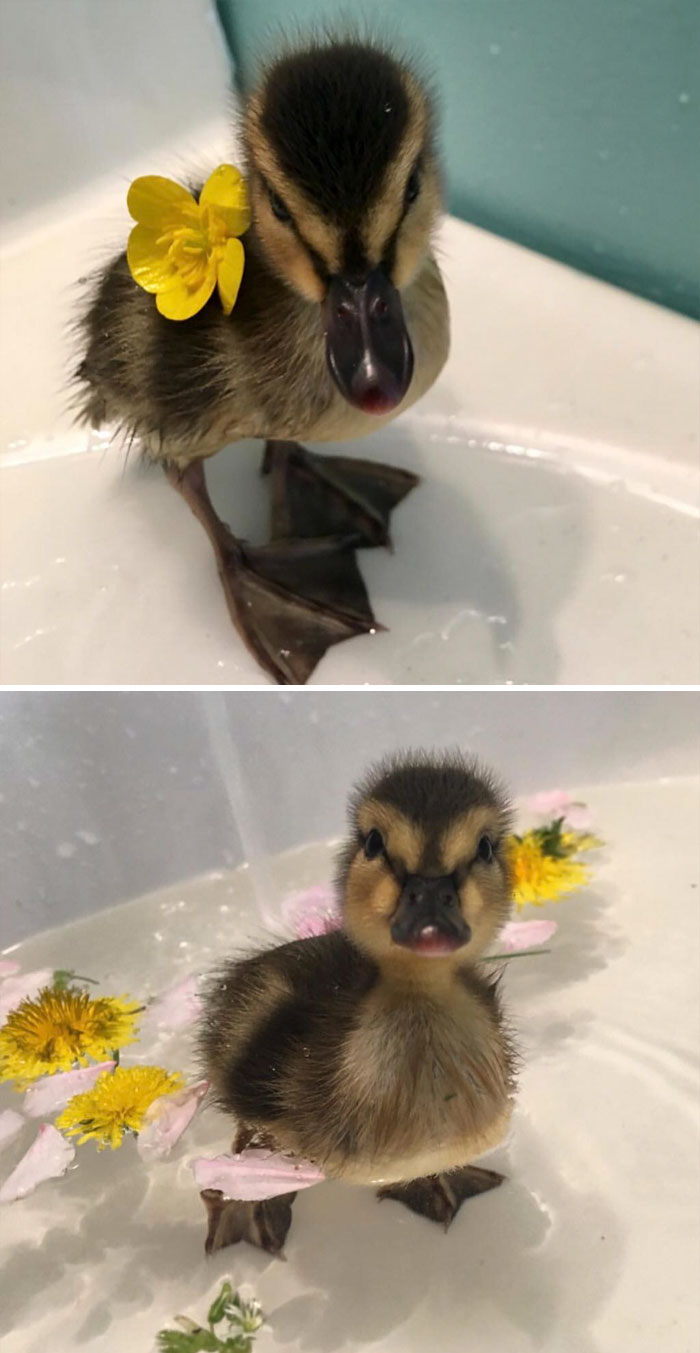 These 35 Pics Of Cute Ducks Might Make Your Day Better These 35 Pics Of Cute Ducks Might Make Your Day Better