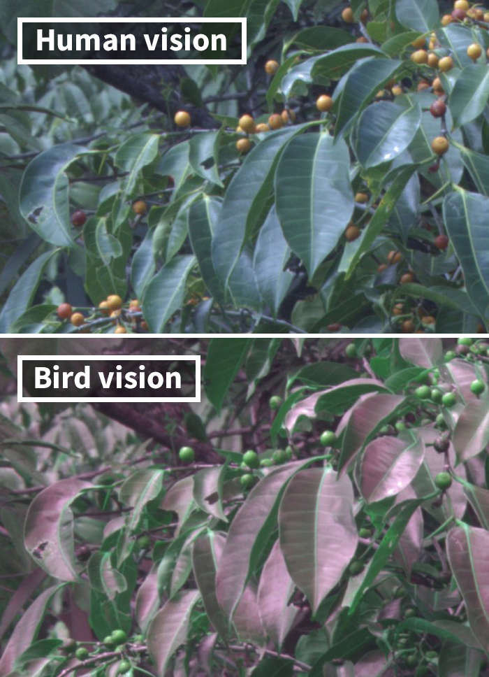 How Do Birds See? Human And Bird Vision Comparison How Do Birds See? Human And Bird Vision Comparison