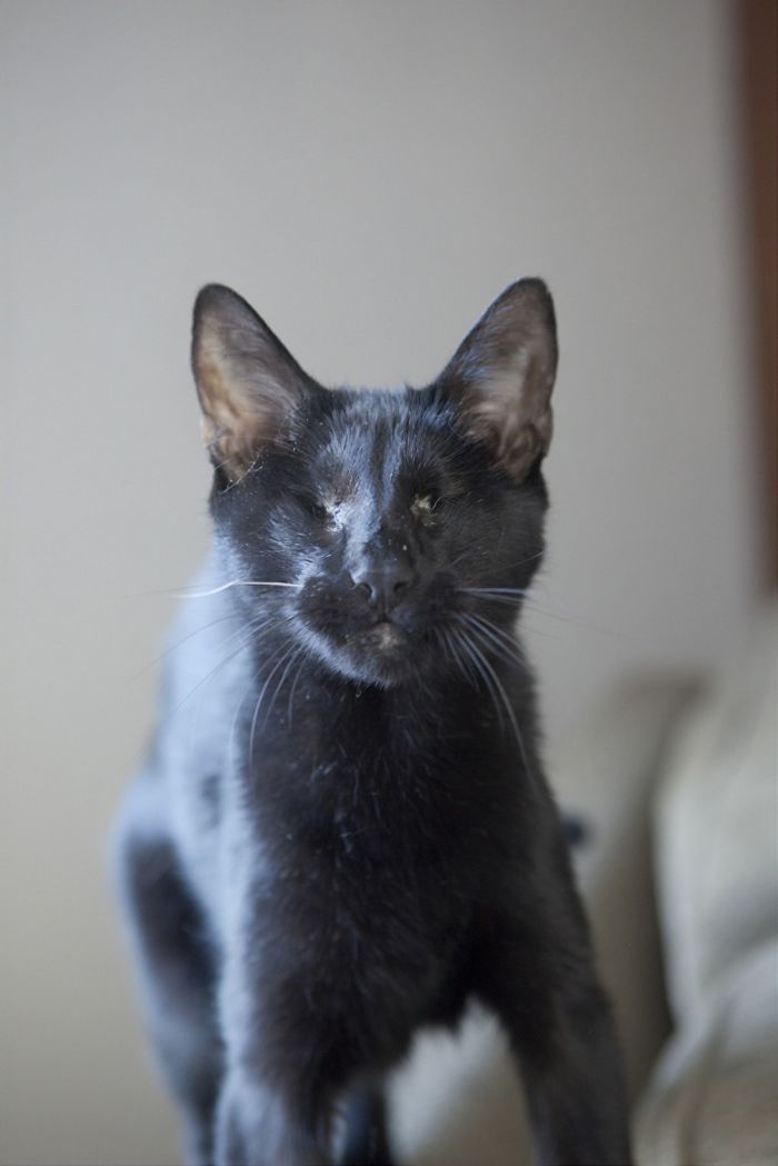 24 Times Cats Surprised Humans With Their Heroic Acts 24 Times Cats Surprised Humans With Their Heroic Acts