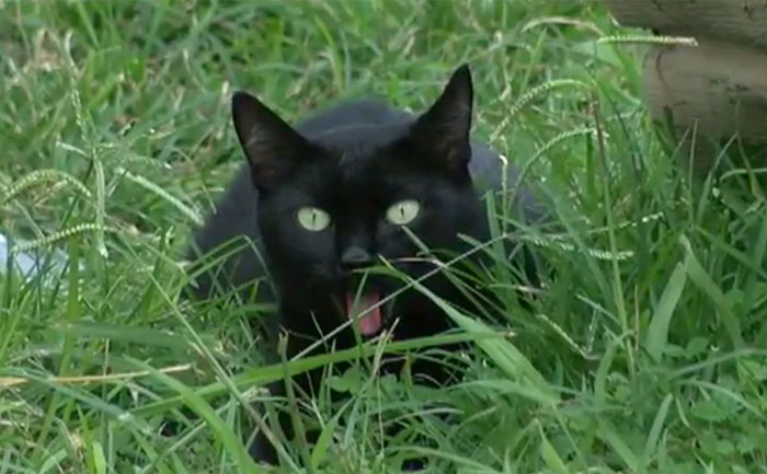 24 Times Cats Surprised Humans With Their Heroic Acts 24 Times Cats Surprised Humans With Their Heroic Acts