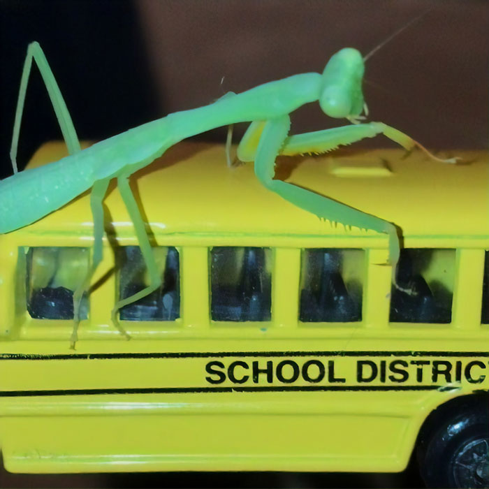 This Sophisticated Pet Mantis Has An Instagram Account And Her Followers Love Watching Her Testing Out Miniature Furniture This Sophisticated Pet Mantis Has An Instagram Account And Her Followers Love Watching Her Testing Out Miniature Furniture