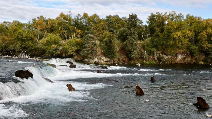 This National Park In America Has A Fattest Bear Competition And Here Are Its Top 8 Chonky Fluffs This National Park In America Has A Fattest Bear Competition And Here Are Its Top 8 Chonky Fluffs