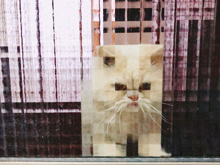 25 Times People Spotted Pixel Cats In Real Life And Just Had To Share