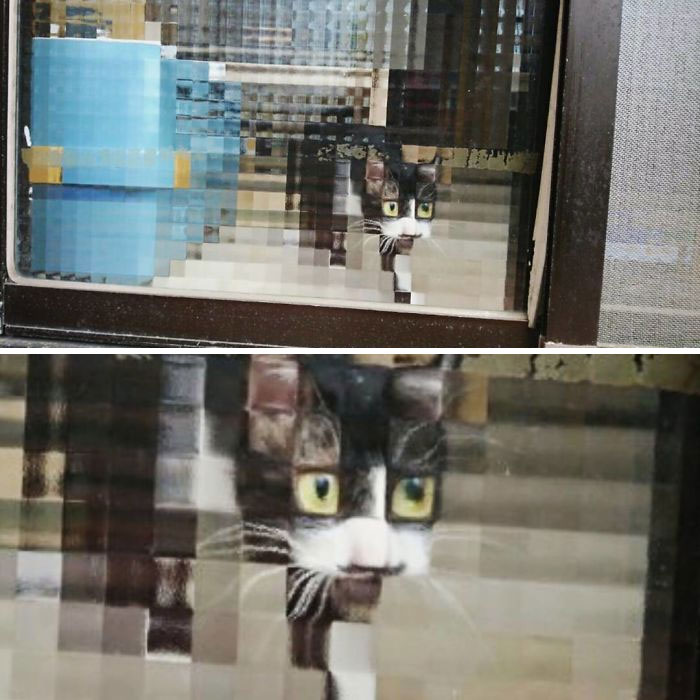 25 Times People Spotted Pixel Cats In Real Life And Just Had To Share