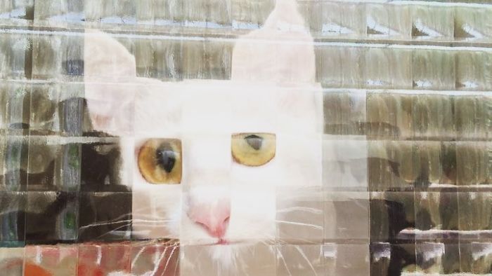 25 Times People Spotted Pixel Cats In Real Life And Just Had To Share