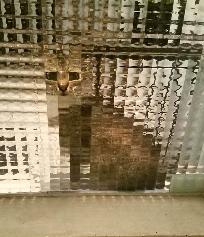 25 Times People Spotted Pixel Cats In Real Life And Just Had To Share