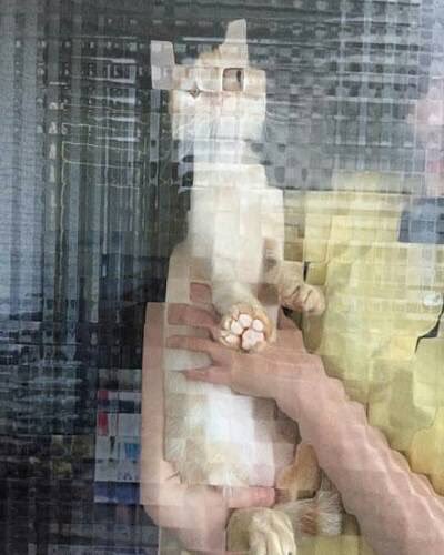 25 Times People Spotted Pixel Cats In Real Life And Just Had To Share