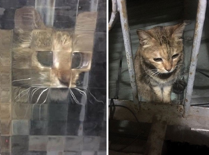25 Times People Spotted Pixel Cats In Real Life And Just Had To Share