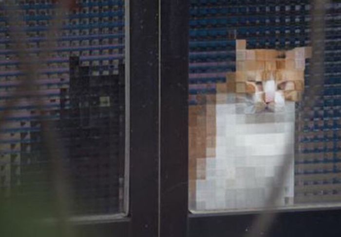 25 Times People Spotted Pixel Cats In Real Life And Just Had To Share