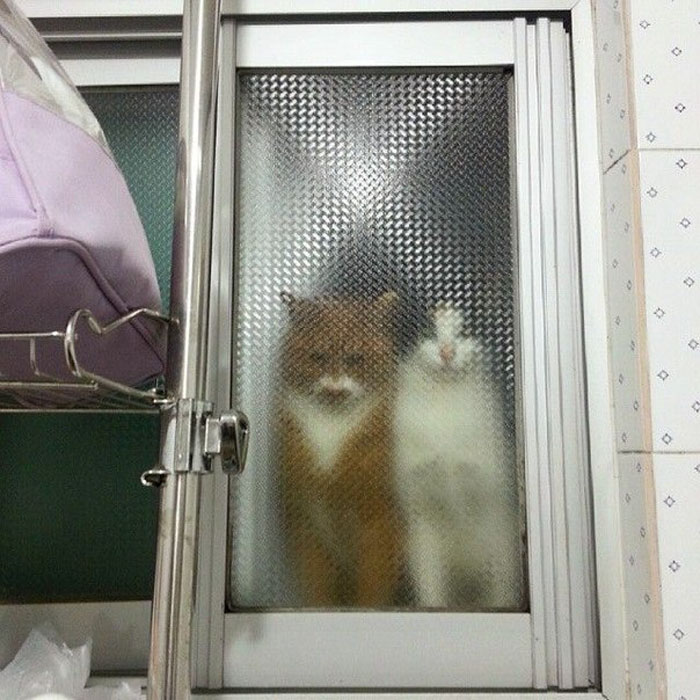 25 Times People Spotted Pixel Cats In Real Life And Just Had To Share