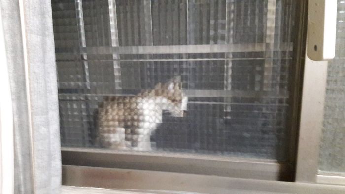 25 Times People Spotted Pixel Cats In Real Life And Just Had To Share