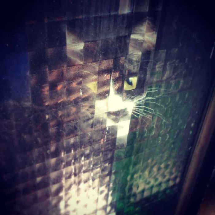 25 Times People Spotted Pixel Cats In Real Life And Just Had To Share