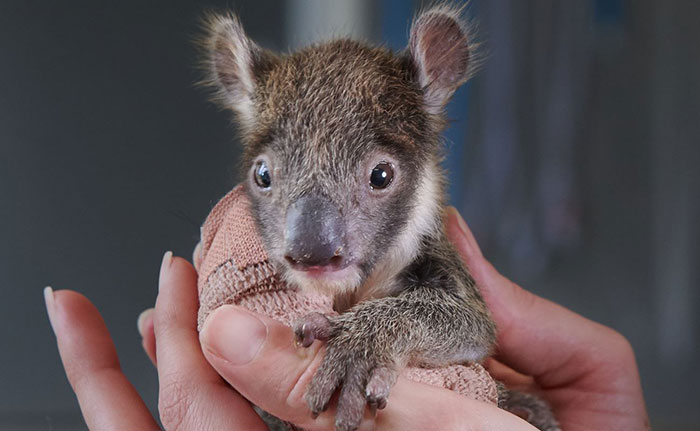 Orphaned 150-Day-Old Baby Koala Gets Tiny Arm Cast After Falling From A Tree Orphaned 150-Day-Old Baby Koala Gets Tiny Arm Cast After Falling From A Tree