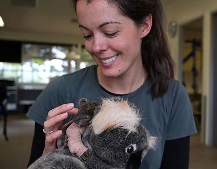 Orphaned 150-Day-Old Baby Koala Gets Tiny Arm Cast After Falling From A Tree Orphaned 150-Day-Old Baby Koala Gets Tiny Arm Cast After Falling From A Tree