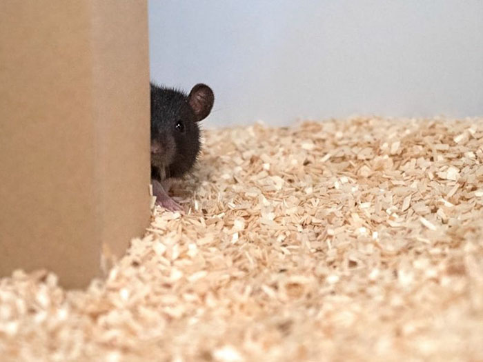 Scientists Taught Rats How To Play Hide And Seek And Found Out They Actually Really Enjoy Playing Scientists Taught Rats How To Play Hide And Seek And Found Out They Actually Really Enjoy Playing