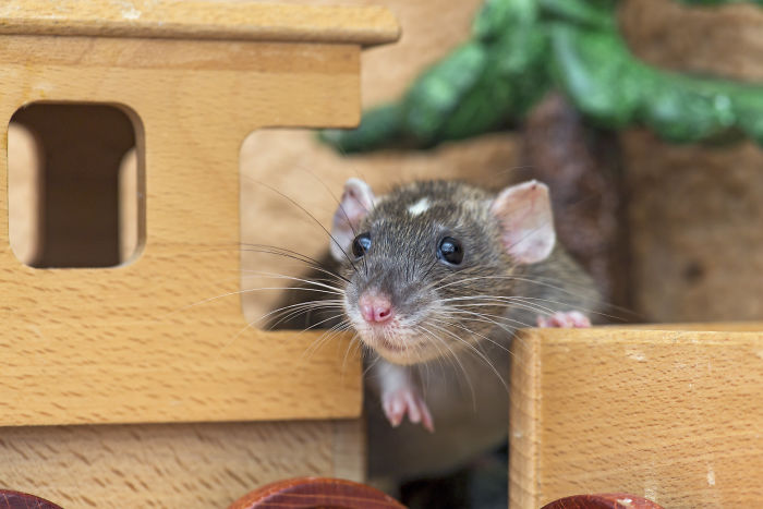 Scientists Taught Rats How To Play Hide And Seek And Found Out They Actually Really Enjoy Playing Scientists Taught Rats How To Play Hide And Seek And Found Out They Actually Really Enjoy Playing