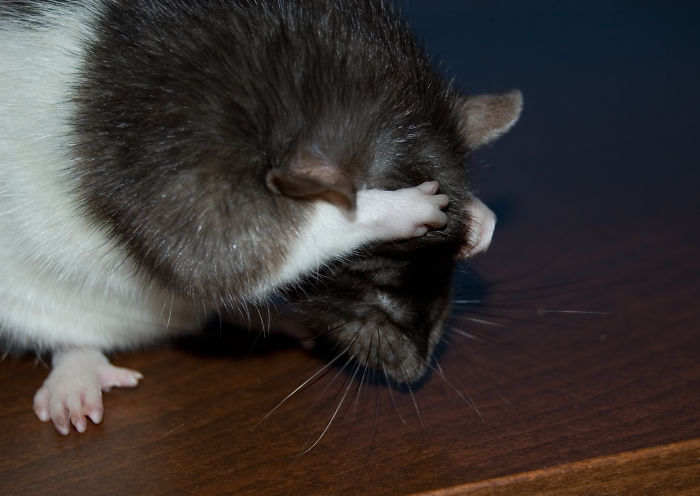 Scientists Taught Rats How To Play Hide And Seek And Found Out They Actually Really Enjoy Playing Scientists Taught Rats How To Play Hide And Seek And Found Out They Actually Really Enjoy Playing