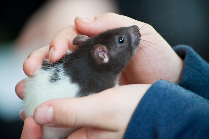 Scientists Taught Rats How To Play Hide And Seek And Found Out They Actually Really Enjoy Playing Scientists Taught Rats How To Play Hide And Seek And Found Out They Actually Really Enjoy Playing