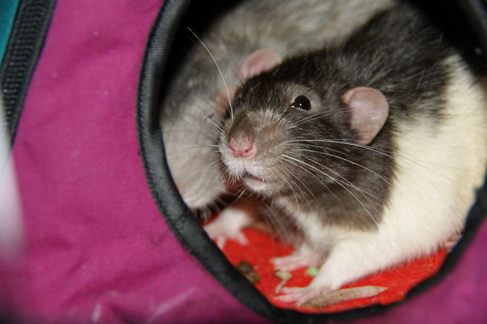 Scientists Taught Rats How To Play Hide And Seek And Found Out They Actually Really Enjoy Playing Scientists Taught Rats How To Play Hide And Seek And Found Out They Actually Really Enjoy Playing