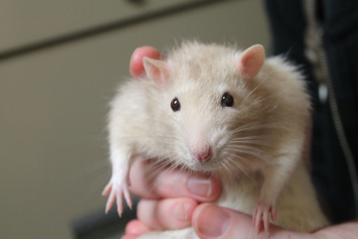 Scientists Taught Rats How To Play Hide And Seek And Found Out They Actually Really Enjoy Playing Scientists Taught Rats How To Play Hide And Seek And Found Out They Actually Really Enjoy Playing