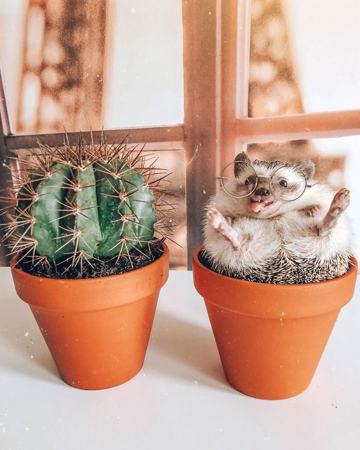 40 Pics Of Adorable Herbee The Hedgehog That 1.5 Million Instagram Followers Adore 40 Pics Of Adorable Herbee The Hedgehog That 1.5 Million Instagram Followers Adore