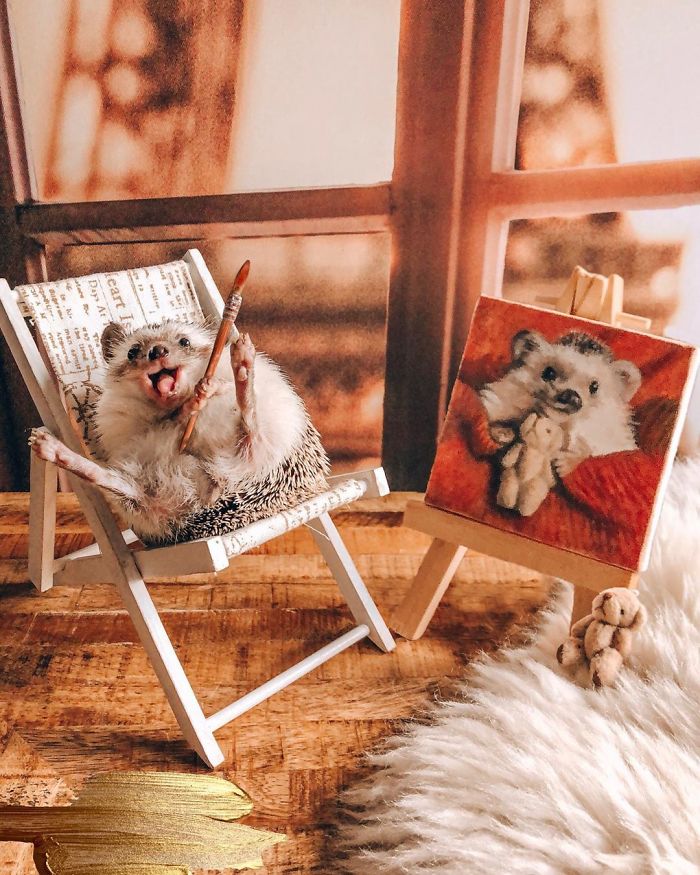 40 Pics Of Adorable Herbee The Hedgehog That 1.5 Million Instagram Followers Adore 40 Pics Of Adorable Herbee The Hedgehog That 1.5 Million Instagram Followers Adore