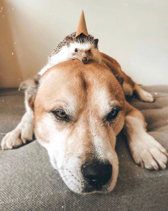 40 Pics Of Adorable Herbee The Hedgehog That 1.5 Million Instagram Followers Adore 40 Pics Of Adorable Herbee The Hedgehog That 1.5 Million Instagram Followers Adore
