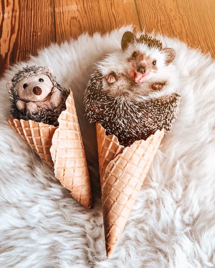 40 Pics Of Adorable Herbee The Hedgehog That 1.5 Million Instagram Followers Adore 40 Pics Of Adorable Herbee The Hedgehog That 1.5 Million Instagram Followers Adore