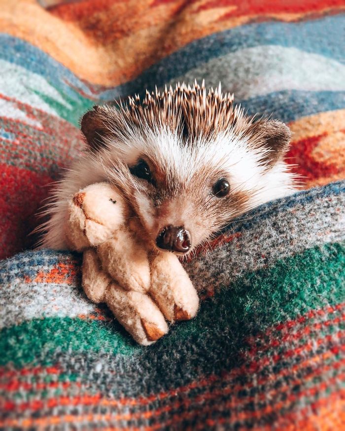 40 Pics Of Adorable Herbee The Hedgehog That 1.5 Million Instagram Followers Adore 40 Pics Of Adorable Herbee The Hedgehog That 1.5 Million Instagram Followers Adore