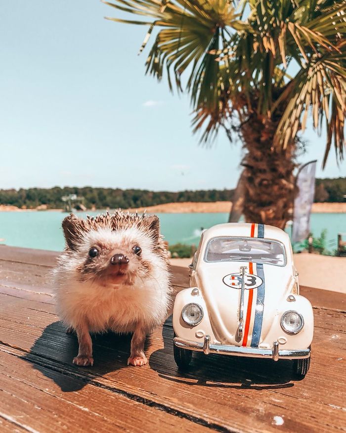 40 Pics Of Adorable Herbee The Hedgehog That 1.5 Million Instagram Followers Adore 40 Pics Of Adorable Herbee The Hedgehog That 1.5 Million Instagram Followers Adore