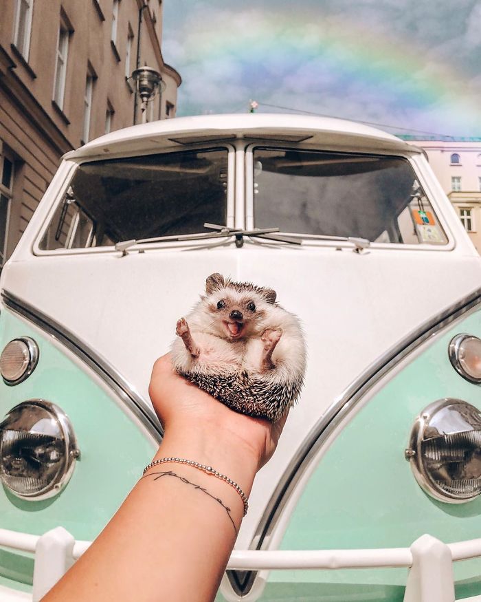 40 Pics Of Adorable Herbee The Hedgehog That 1.5 Million Instagram Followers Adore 40 Pics Of Adorable Herbee The Hedgehog That 1.5 Million Instagram Followers Adore