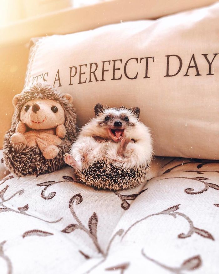 40 Pics Of Adorable Herbee The Hedgehog That 1.5 Million Instagram Followers Adore 40 Pics Of Adorable Herbee The Hedgehog That 1.5 Million Instagram Followers Adore