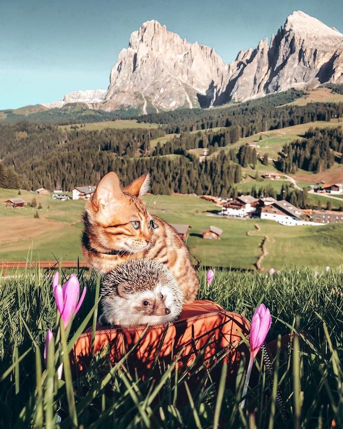 40 Pics Of Adorable Herbee The Hedgehog That 1.5 Million Instagram Followers Adore 40 Pics Of Adorable Herbee The Hedgehog That 1.5 Million Instagram Followers Adore