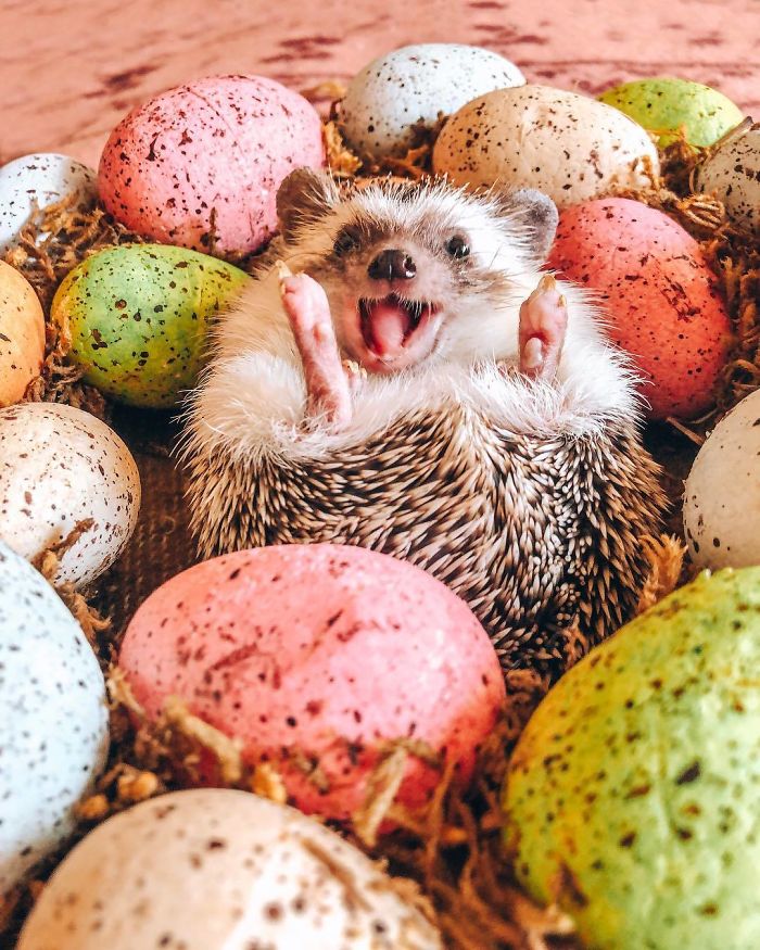 40 Pics Of Adorable Herbee The Hedgehog That 1.5 Million Instagram Followers Adore 40 Pics Of Adorable Herbee The Hedgehog That 1.5 Million Instagram Followers Adore