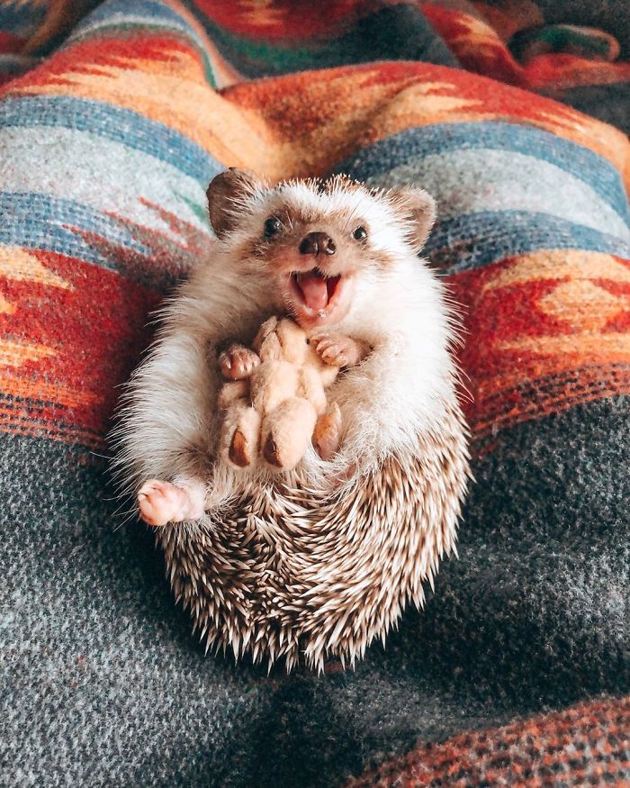 40 Pics Of Adorable Herbee The Hedgehog That 1.5 Million Instagram Followers Adore 40 Pics Of Adorable Herbee The Hedgehog That 1.5 Million Instagram Followers Adore