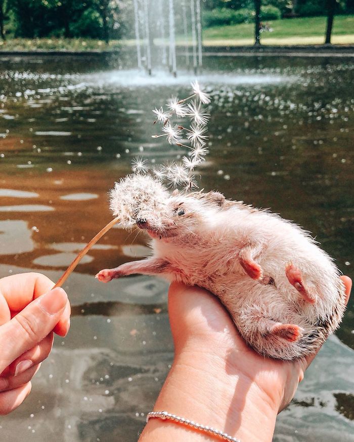 40 Pics Of Adorable Herbee The Hedgehog That 1.5 Million Instagram Followers Adore 40 Pics Of Adorable Herbee The Hedgehog That 1.5 Million Instagram Followers Adore