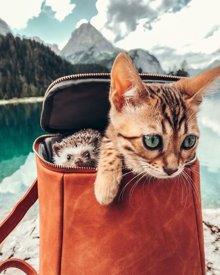 40 Pics Of Adorable Herbee The Hedgehog That 1.5 Million Instagram Followers Adore 40 Pics Of Adorable Herbee The Hedgehog That 1.5 Million Instagram Followers Adore