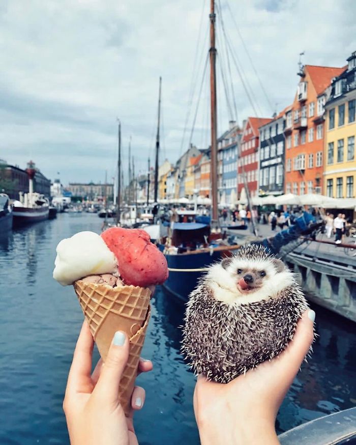 40 Pics Of Adorable Herbee The Hedgehog That 1.5 Million Instagram Followers Adore 40 Pics Of Adorable Herbee The Hedgehog That 1.5 Million Instagram Followers Adore