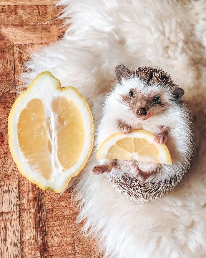 40 Pics Of Adorable Herbee The Hedgehog That 1.5 Million Instagram Followers Adore 40 Pics Of Adorable Herbee The Hedgehog That 1.5 Million Instagram Followers Adore