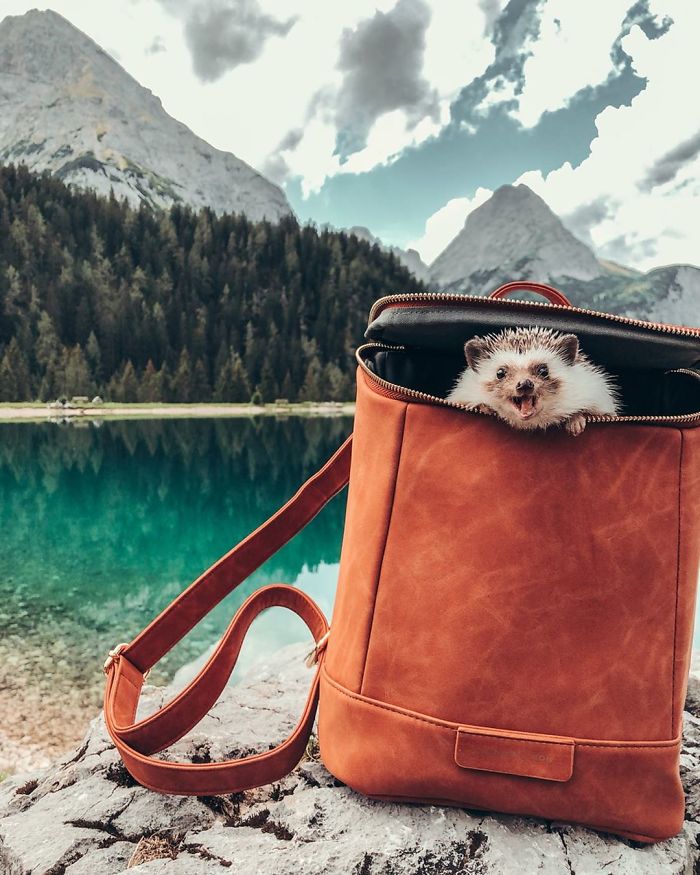 40 Pics Of Adorable Herbee The Hedgehog That 1.5 Million Instagram Followers Adore 40 Pics Of Adorable Herbee The Hedgehog That 1.5 Million Instagram Followers Adore