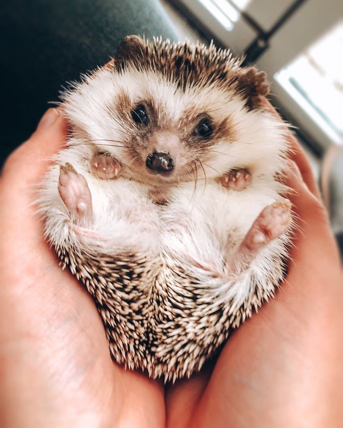 40 Pics Of Adorable Herbee The Hedgehog That 1.5 Million Instagram Followers Adore 40 Pics Of Adorable Herbee The Hedgehog That 1.5 Million Instagram Followers Adore