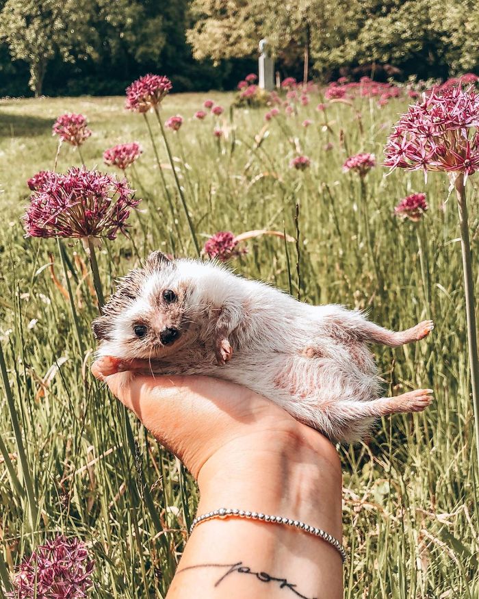 40 Pics Of Adorable Herbee The Hedgehog That 1.5 Million Instagram Followers Adore 40 Pics Of Adorable Herbee The Hedgehog That 1.5 Million Instagram Followers Adore