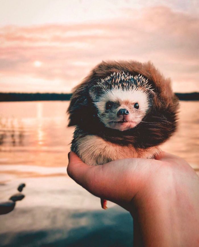40 Pics Of Adorable Herbee The Hedgehog That 1.5 Million Instagram Followers Adore 40 Pics Of Adorable Herbee The Hedgehog That 1.5 Million Instagram Followers Adore