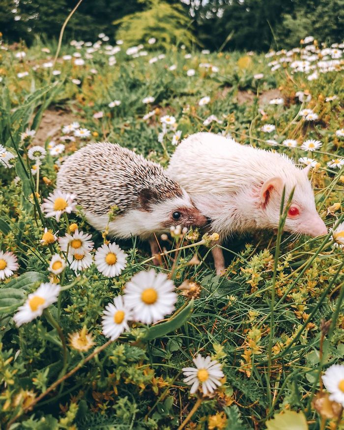40 Pics Of Adorable Herbee The Hedgehog That 1.5 Million Instagram Followers Adore 40 Pics Of Adorable Herbee The Hedgehog That 1.5 Million Instagram Followers Adore