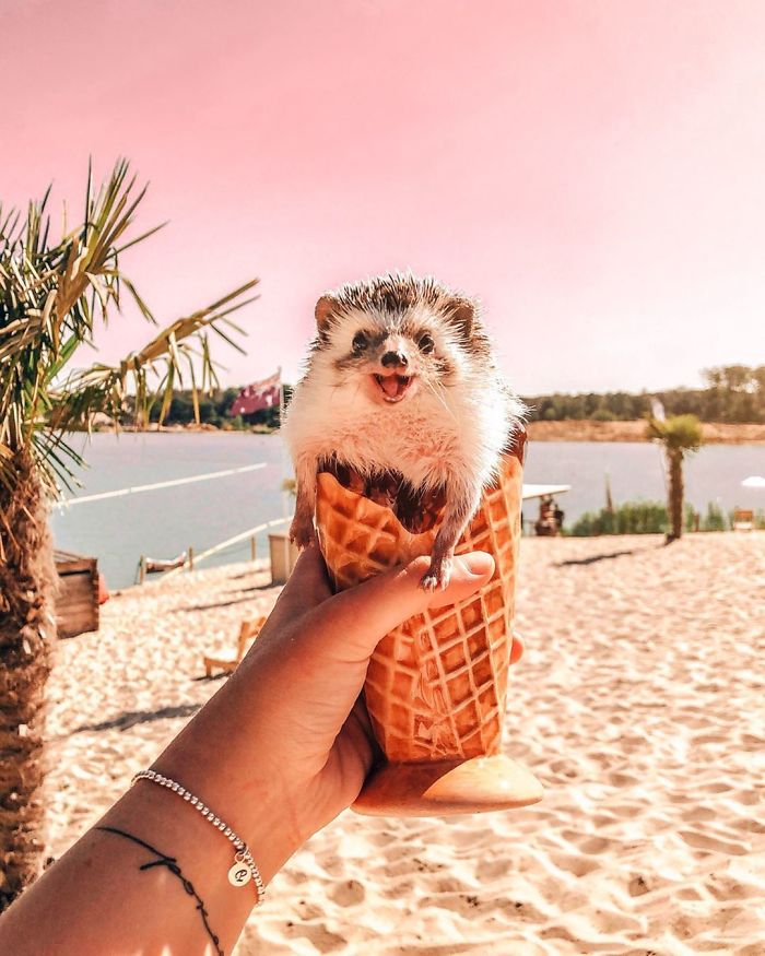 40 Pics Of Adorable Herbee The Hedgehog That 1.5 Million Instagram Followers Adore 40 Pics Of Adorable Herbee The Hedgehog That 1.5 Million Instagram Followers Adore