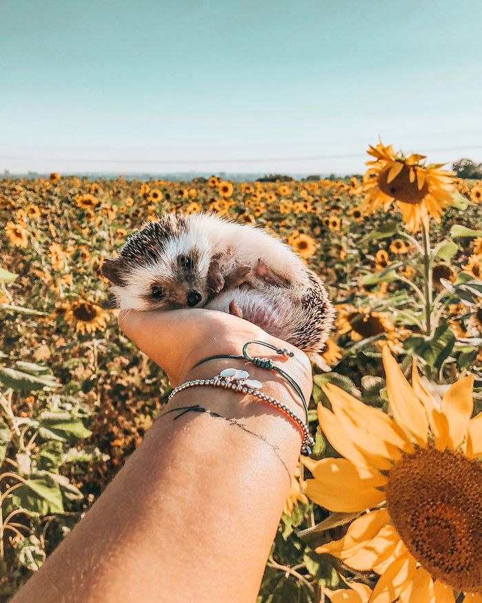 40 Pics Of Adorable Herbee The Hedgehog That 1.5 Million Instagram Followers Adore 40 Pics Of Adorable Herbee The Hedgehog That 1.5 Million Instagram Followers Adore