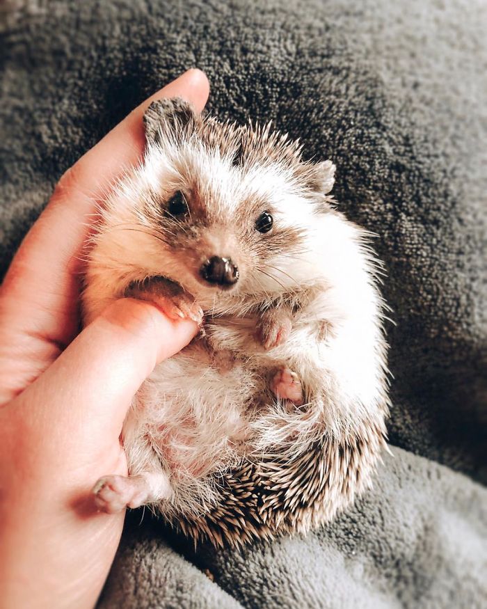 40 Pics Of Adorable Herbee The Hedgehog That 1.5 Million Instagram Followers Adore 40 Pics Of Adorable Herbee The Hedgehog That 1.5 Million Instagram Followers Adore