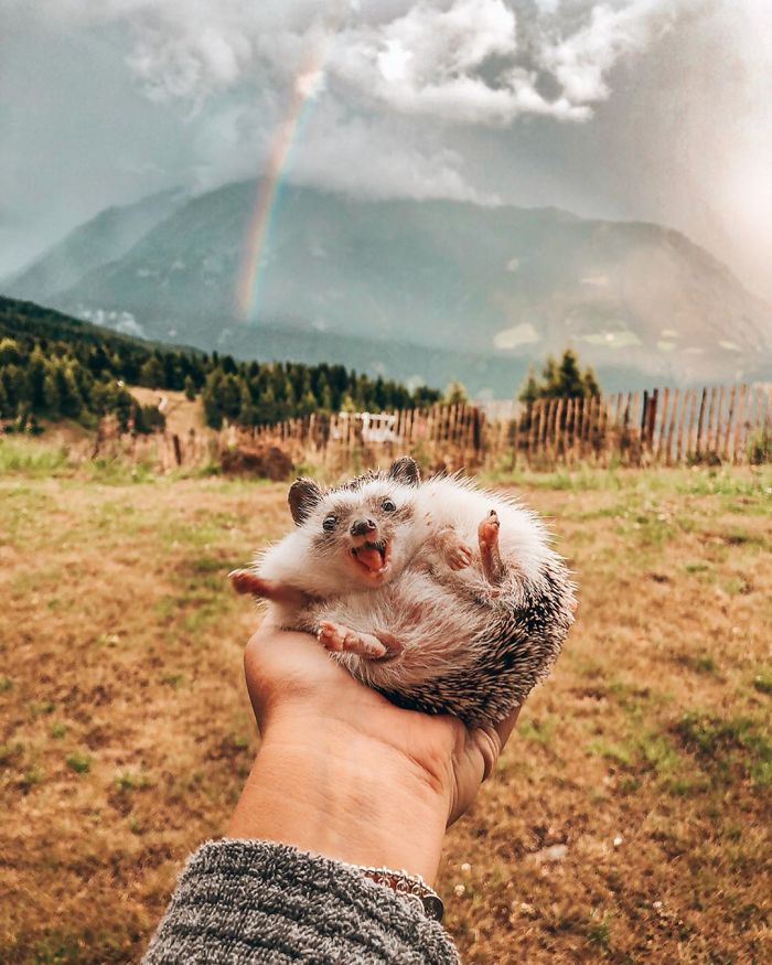 40 Pics Of Adorable Herbee The Hedgehog That 1.5 Million Instagram Followers Adore 40 Pics Of Adorable Herbee The Hedgehog That 1.5 Million Instagram Followers Adore