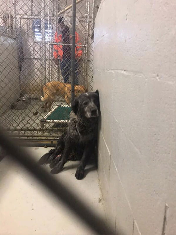 ‘Broken And Forgotten’ Dog Can’t Stop Smiling After He Realizes He’s Being Rescued ‘Broken And Forgotten’ Dog Can’t Stop Smiling After He Realizes He’s Being Rescued